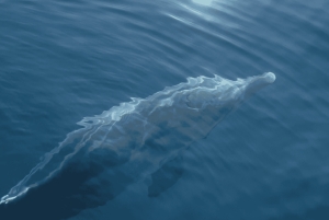 Makarskasta: Hvarin ja Bračin saari : Päiväretki pikaveneellä