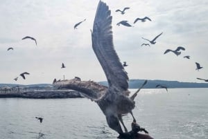 From Poreč: Boat Day Trip to Rovinj with Fish Lunch