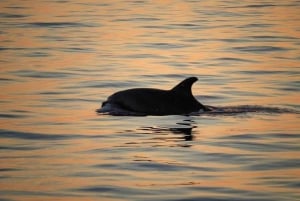 Desde Poreč: Crucero nocturno con delfines y bebida de bienvenida