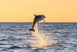 Fra Poreč: Delfincruise om kvelden med velkomstdrink
