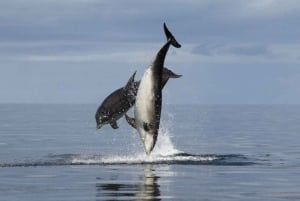Porečista: Poreč: Iltainen delfiiniristeily tervetulojuomineen