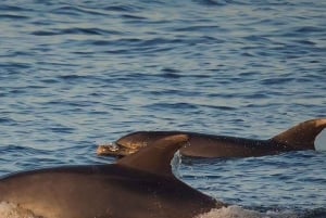 Fra Poreč: Aften Delfin Cruise med velkomstdrink