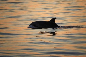Z Poreča: wieczorny rejs z delfinami z drinkiem powitalnym
