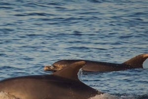 Z Poreča: wieczorny rejs z delfinami z drinkiem powitalnym
