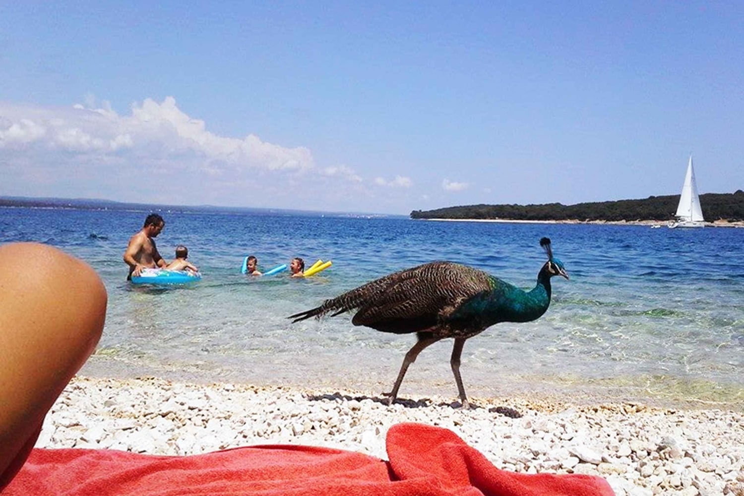 De Pula: Paragem na ilha e cruzeiro de um dia no Parque Nacional