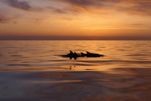 From Pula: Private Boat Tour and Brijuni National Park