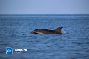 From Pula: Sunset Cruise with Dolphin Watching