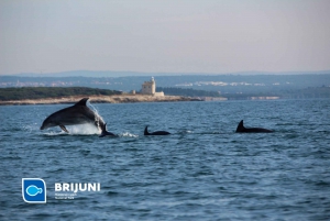 From Pula: Sunset Cruise with Dolphin Watching