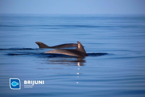 From Pula: Sunset Cruise with Dolphin Watching