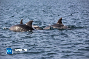 From Pula: Sunset Cruise with Dolphin Watching