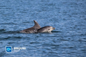 From Pula: Sunset Cruise with Dolphin Watching