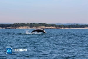 From Pula: Sunset Cruise with Dolphin Watching