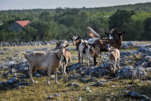 スプリットからピクニック付きATVディナラ山ツアー