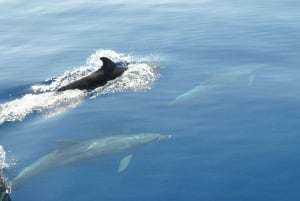 Vanuit Split: Blauwe grot, Hvar, Mamma Mia, rondvaart 5 eilanden