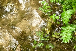 Från Split: Guidad tur till Krka-vattenfallen & rabatt på biljetter