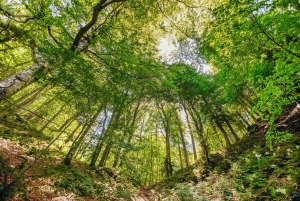 From Split: Plitvice Lakes National Park Full-Day Tour