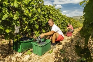 From Split/Trogir: Krka National Park & Wine Tasting Tour