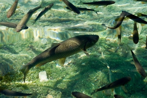 From Zadar: Plitvice Lakes Private Round-Trip Transfer