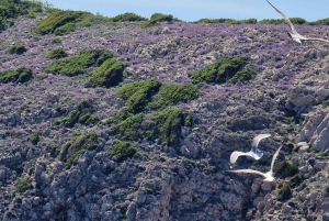 Viagem de 1 dia inteiro de barco a Medulin, Gruta Azul, Cres + procura de golfinhos