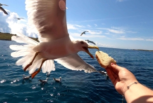 Viagem de 1 dia inteiro de barco a Medulin, Gruta Azul, Cres + procura de golfinhos