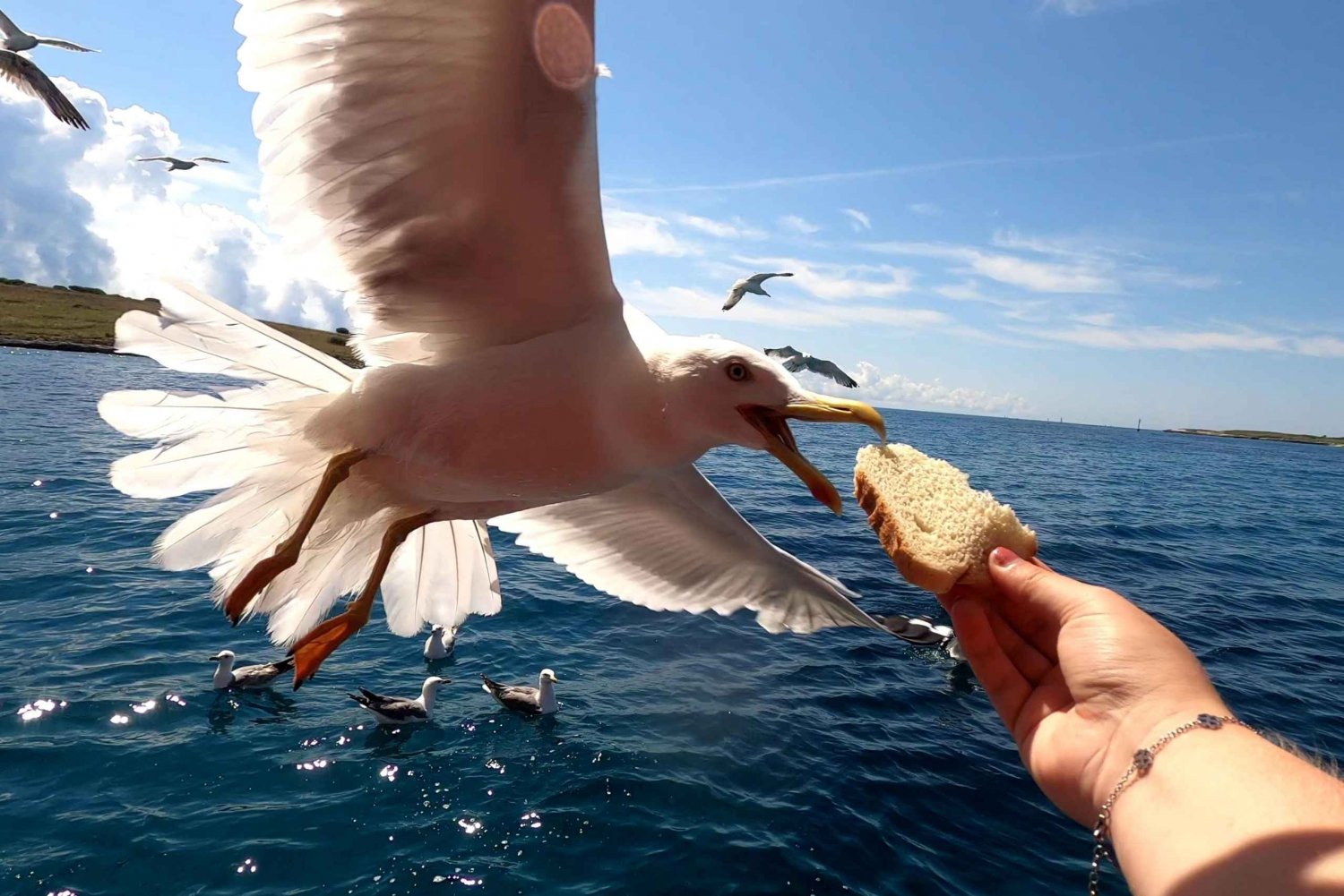 Full day boat-trip Medulin, blue Cave, Cres + dolphin search