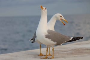 Ganztägige Bootstour Medulin, blaue Höhle, Cres + Delphinsuche