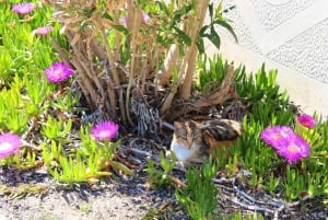 Ganztägige Bootstour Medulin, blaue Höhle, Cres + Delphinsuche