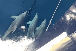 Journée complète de baignade et de plongée en apnée à Split