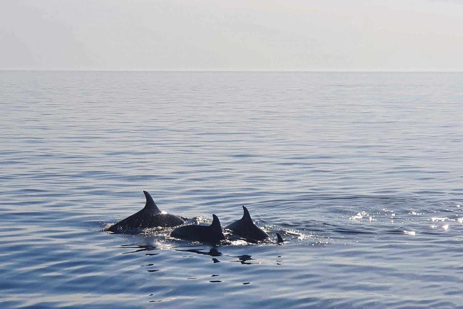 Funtana: Dolphin safari, drinks included