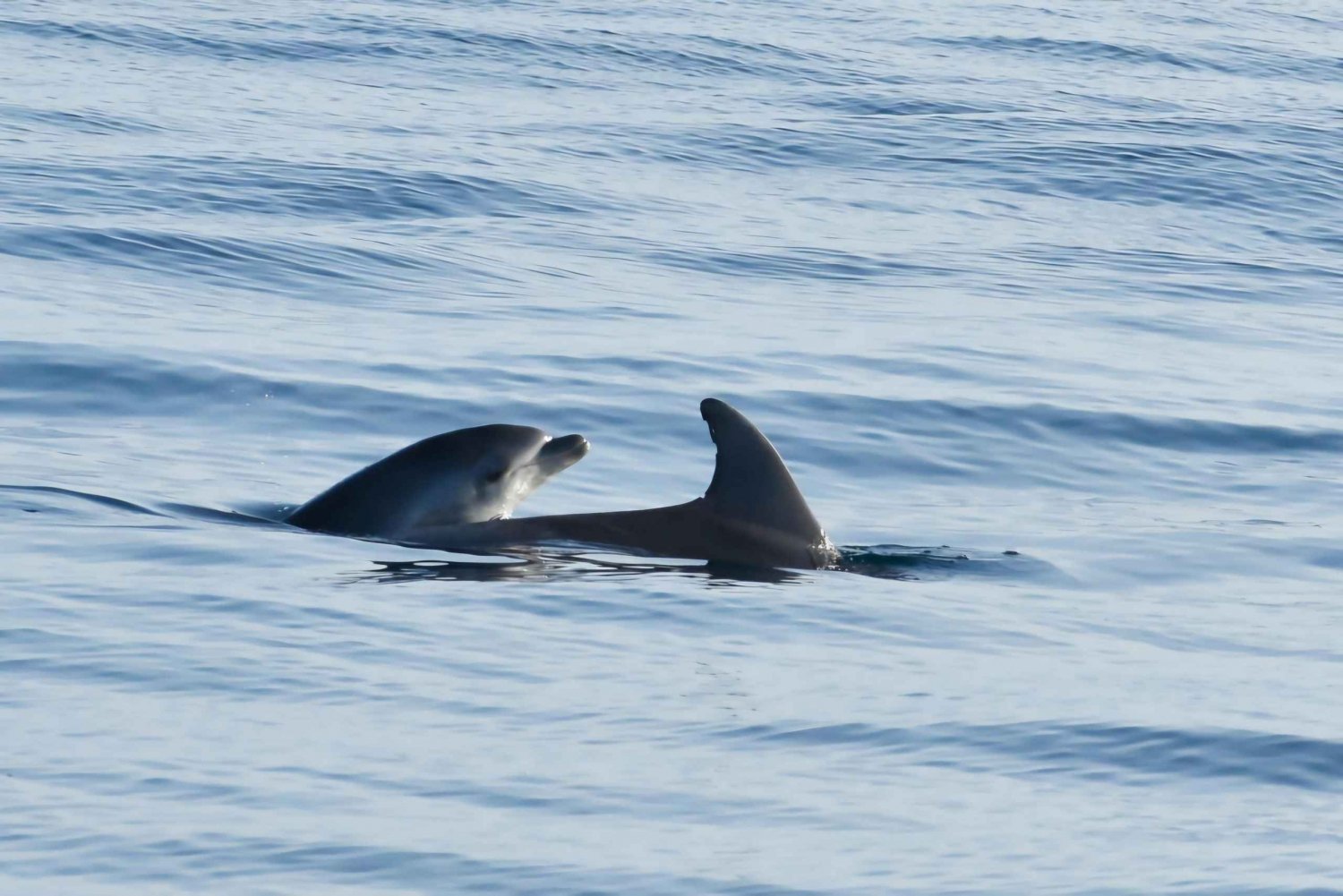 Funtana: Dolphin safari, drinks included