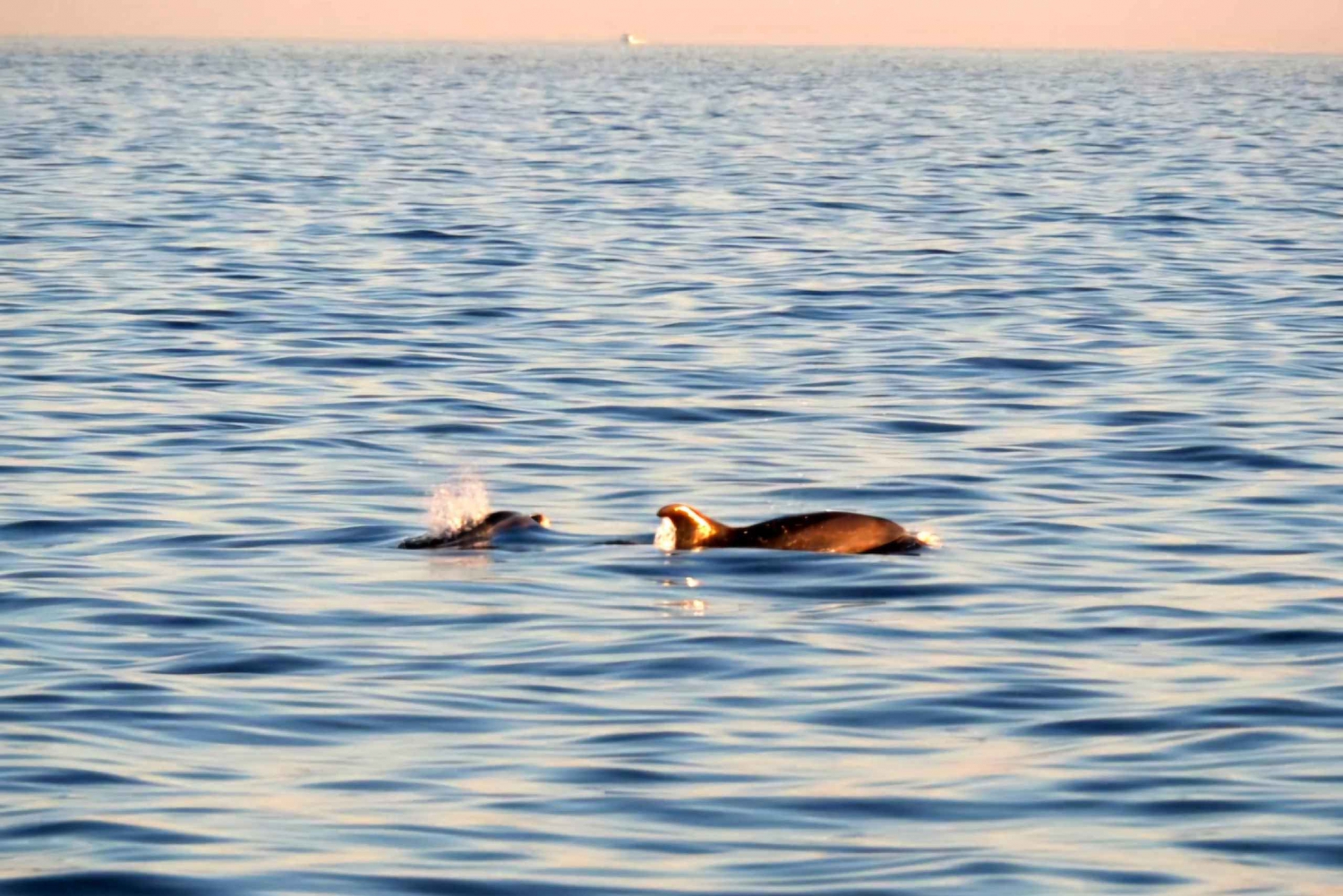 Funtana: Dolphin safari, drinks included