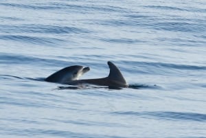 Funtana: Dolphin safari, drinks included