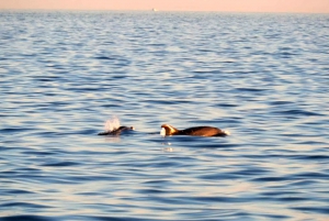 Funtana: Dolphin safari, drinks included