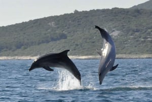 Funtana: Dolphin safari, drinks included