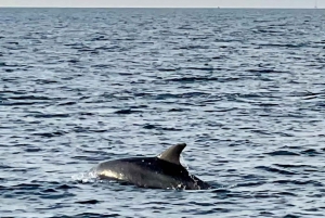 Funtana: Dolphin safari, drinks included