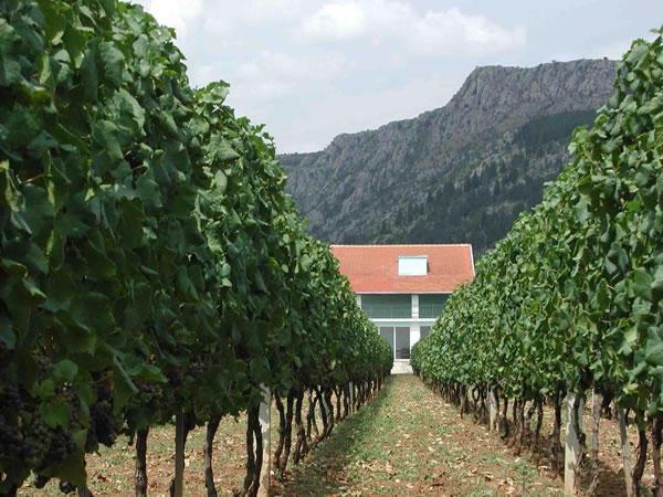Grabovac Winery