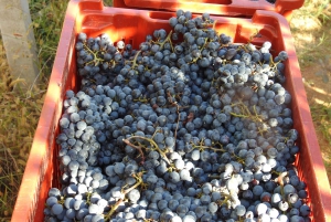 Stor vingårdstur fra Montenegro: 3 lande på én dag