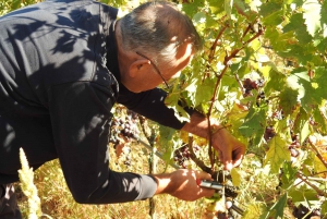 Grand tour des vignobles du Monténégro : 3 pays en une journée