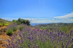 Hvar: Ø-tur med vin- og olivenoliesmagning