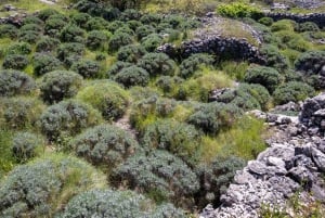 Hvar: Lavendelfält, honung och provsmakning av lokala produkter