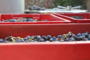 Hvar: Wine Lovers Tour to 3 Wineries with Local Tastings