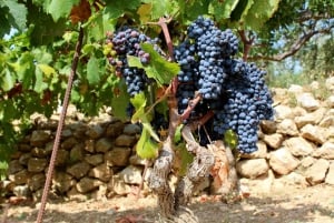 Hvar: Hvarer Weinverkostung