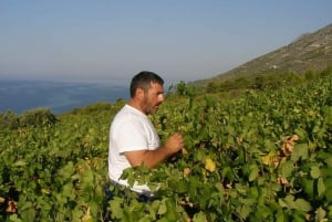 Hvar: Degustacja wina na wyspie Hvar
