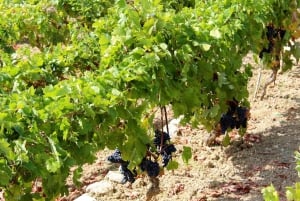 Hvar: Hvarer Weinverkostung