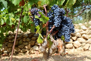Hvar Wine Tour + Dalmatian Dinner