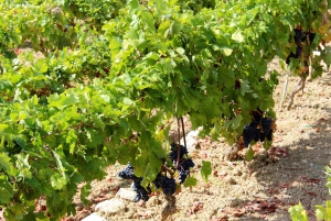 Hvar Wine Tour + Dalmatian Dinner