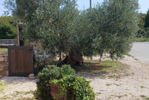 Tour privado de día completo por Istria desde Rijeka u Opatija