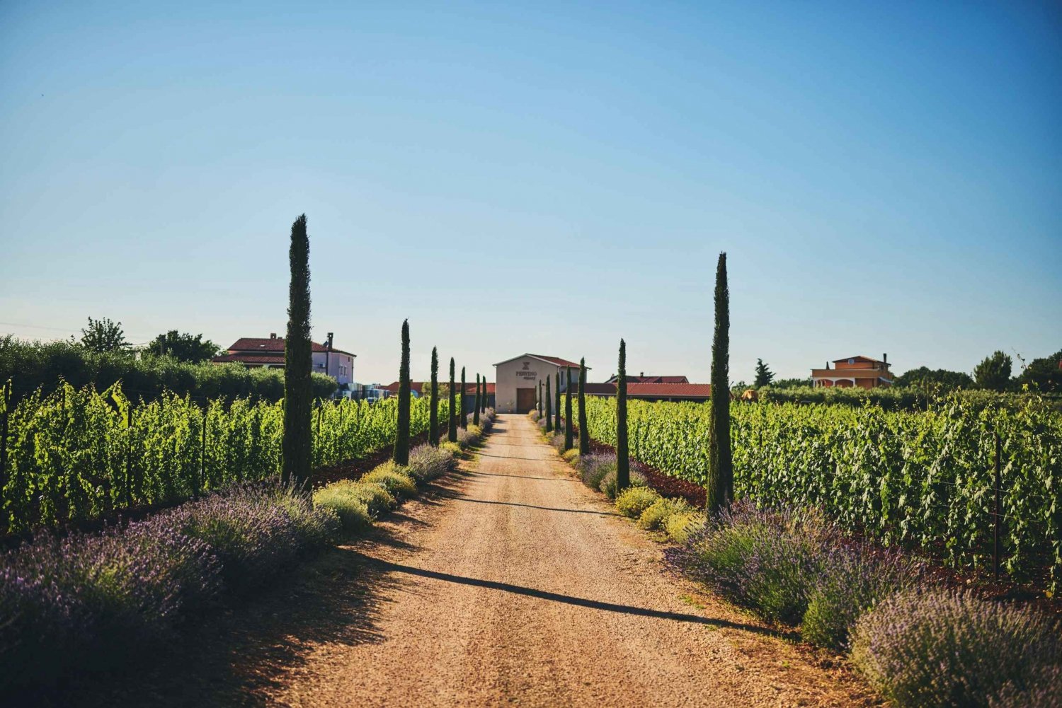 Istrie : Dégustation de vin de Pervino