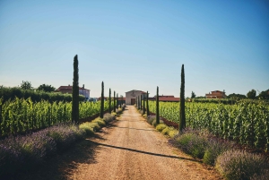 Istrie : Dégustation de vin de Pervino