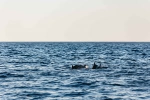 Kamenjak : Tour des dauphins au coucher du soleil à Medulin